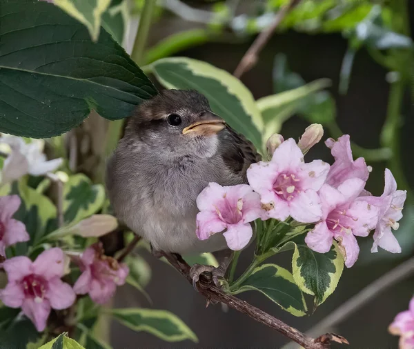 Tiro Macro Pardal Casa Passer Domesticus Empoleirado Ramo Flores Weigela — Fotografia de Stock