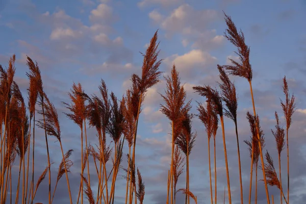 Eine Flache Aufnahme Hohen Dunkelbraunen Schilfs Unter Blauem Himmel — Stockfoto