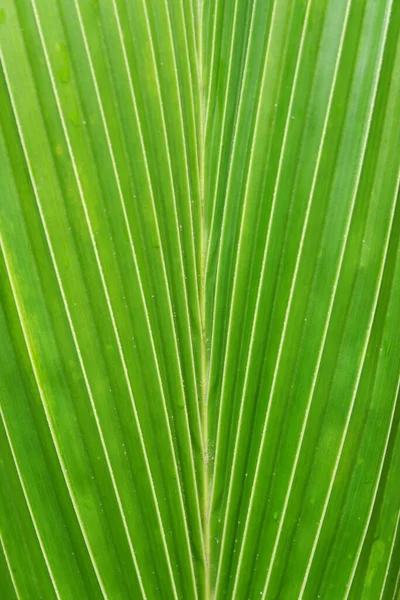 Eine Vertikale Aufnahme Eines Kokosblattes Als Hintergrund — Stockfoto