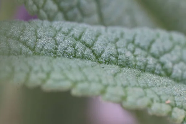 Yeşil Bir Salvia Yaprağına Yakın Çekim — Stok fotoğraf