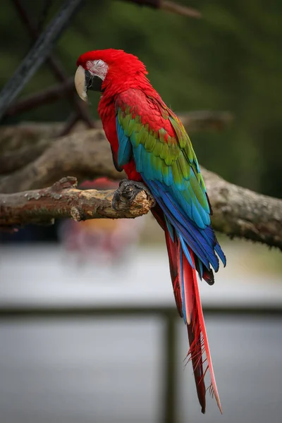 Pionowe Ujęcie Papugi Ara Siedzącej Gałęzi Drzewa — Zdjęcie stockowe