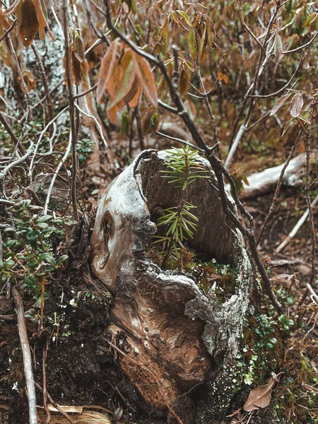 晴れた日の美しい森の垂直ショット — ストック写真