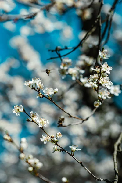 Tiro Seletivo Foco Uma Abelha Perto Galho Árvore Flowering — Fotografia de Stock