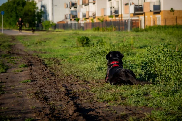 一只可爱的黑狗躺在外面的草地上 — 图库照片