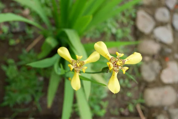 Gros Plan Iris Ambulants Sur Fond Flou — Photo