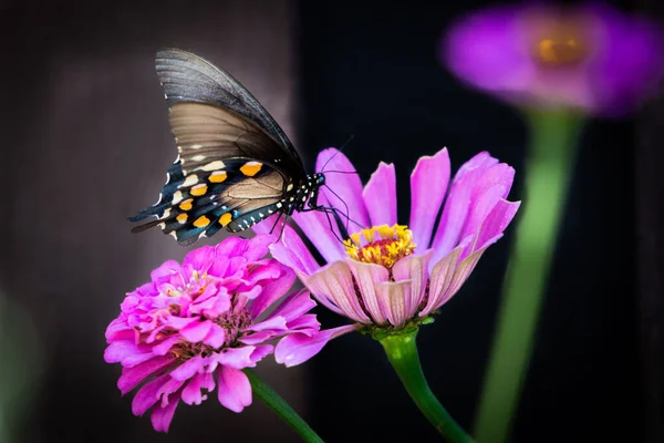 Selektiv Fokusbild Pipevinsvalan Battus Philenor Placerad Rosa Zinnia — Stockfoto