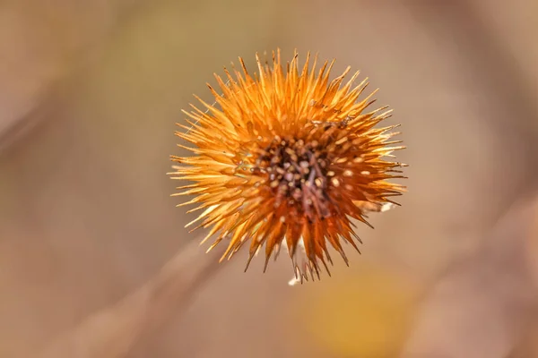 Closeup Dry Arctium Lappa Commonly Called Greater Burdock — Stock Photo, Image