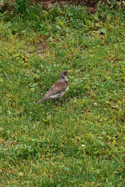 Vertical Shot Fieldfare Perched Grassy Ground Forest — Stock Photo, Image