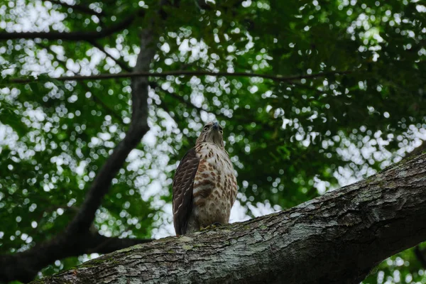 Tiro Ângulo Baixo Falcão Empoleirado Galho Árvore — Fotografia de Stock