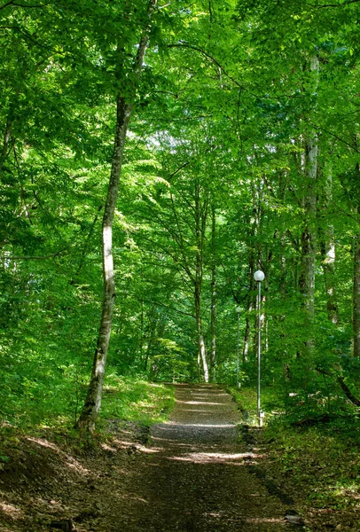 Una Strada Sterrata Attraverso Una Foresta Verde Decidua Selvaggia Giungla — Foto Stock