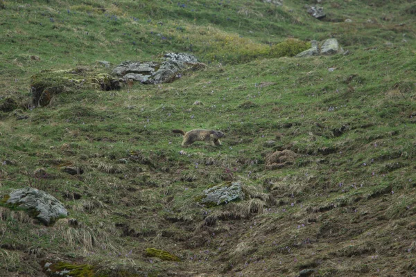 Una Marmotta Alpina Marrone Marmota Marmota Che Corre Campo Verde — Foto Stock