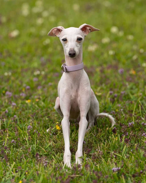 Vertical Shot White Italian Greyhound Dog Pink Collar Field — Stock Photo, Image