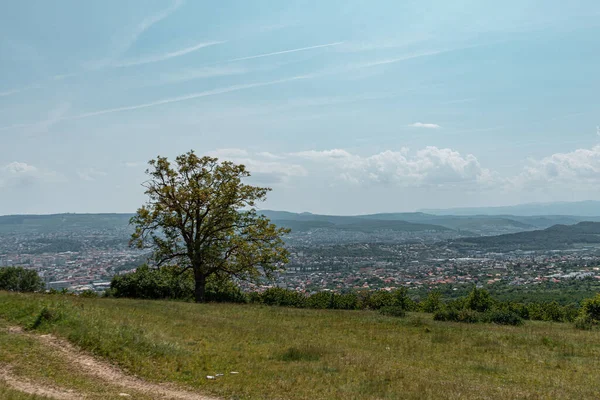 Landskapsbild Ett Grönt Fält Och Ett Enda Träd Med Cluj — Stockfoto