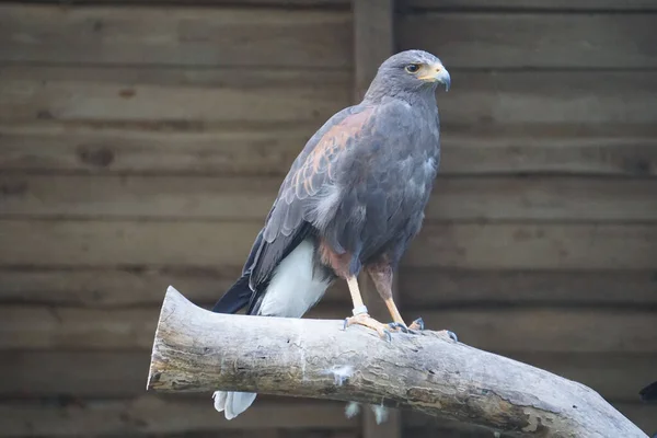 Beautiful Light Brown Hawk Perched Wood — Stock Photo, Image