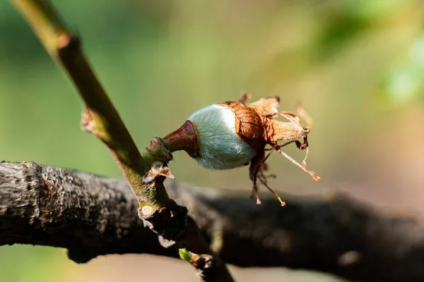 Närbild Bild Vit Blomma Knopp Gren Suddig Bakgrund — Stockfoto