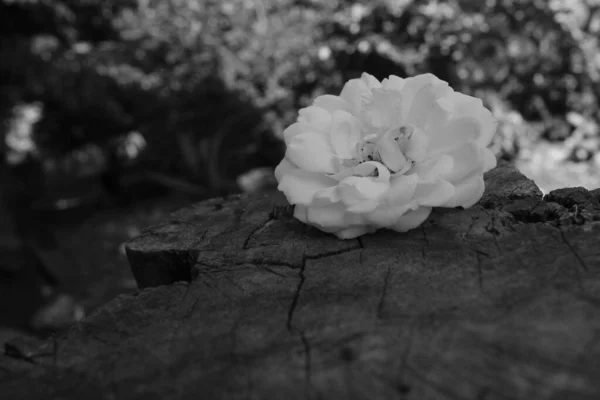 Eine Graustufenaufnahme Einer Weißen Rose Auf Einem Baumstumpf — Stockfoto