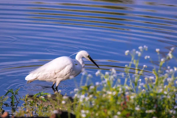 Beautiful Shot Great Egret Pond Sunny Day — Stock Photo, Image