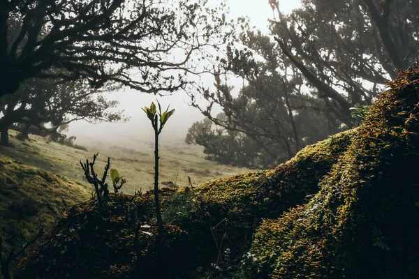 Прекрасний Вид Дерева Туманному Лісі — стокове фото