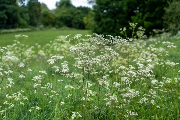 Selectieve Focusopname Van Elegante Anthriscus Sylvestris Koeienpeterselie Aan Rand Van — Stockfoto