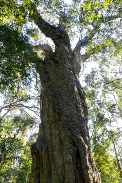 Dieser Als Woodville Big Tree Bekannte 800 Jahre Alte Gelbholzbaum — Stockfoto