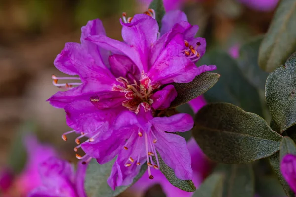 Detailní Záběr Rhododendron Lapponicum Lapland Růženec — Stock fotografie