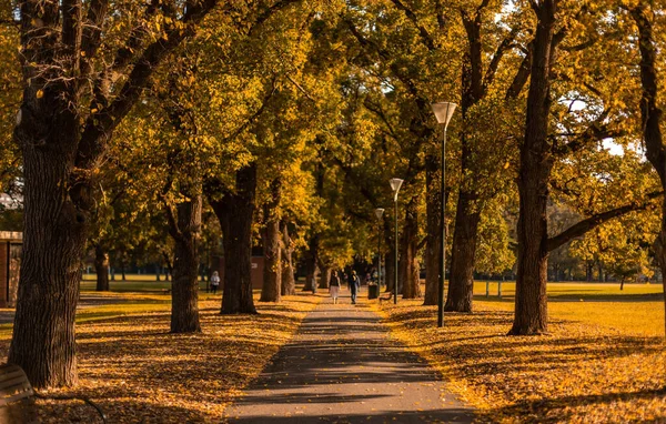 Sonbahar Renkleriyle Güzel Bir Halk Parkı Düşen Yapraklar Yolda Yürüyen — Stok fotoğraf