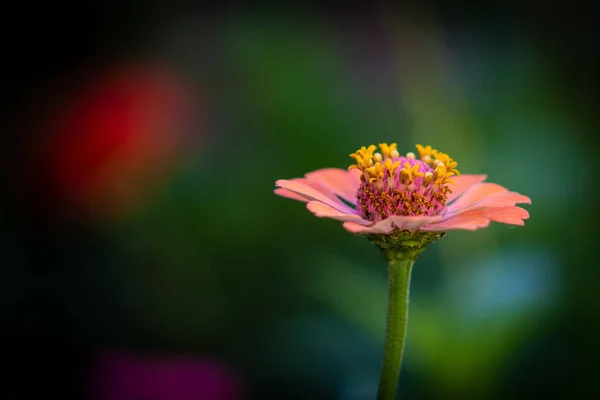 Tiro Foco Seletivo Zinnia Rosa Jardim — Fotografia de Stock