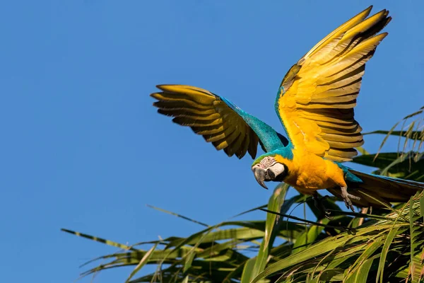 Açık Kanatlı Bir Mavi Sarı Papağan Ara Ararauna — Stok fotoğraf