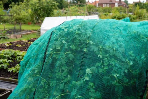 Protecting Currant Bush Netting Allotment — Stock Photo, Image