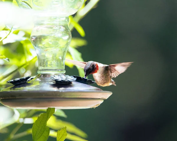 Ein Entzückender Rubinkehlkolibri Frisst Von Einem Vogelfutterhäuschen — Stockfoto