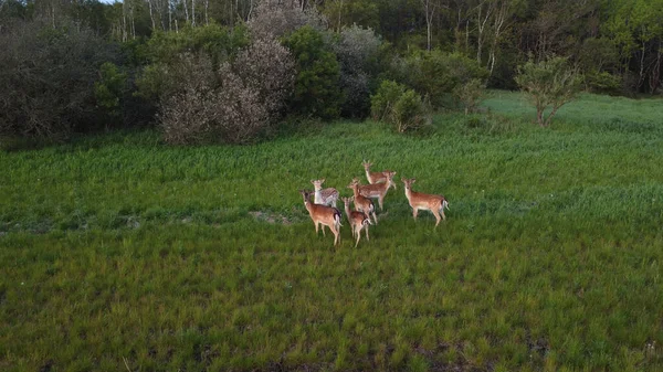 Vue Grand Angle Groupe Cerfs Bruns Sur Champ Vert Danemark — Photo