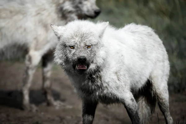 Selektywny Wilk Siwy Canis Lupus Danii Skandynawia — Zdjęcie stockowe