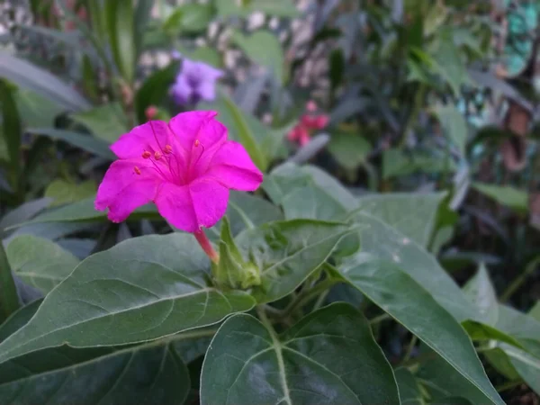 Tiro Close Uma Flor Quatro Horas Rosa Quente — Fotografia de Stock