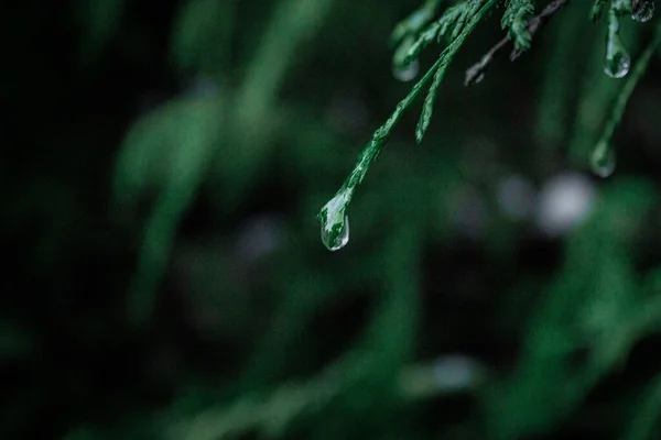 Närbild Bild Vattendroppe Hängande Grön Gren — Stockfoto