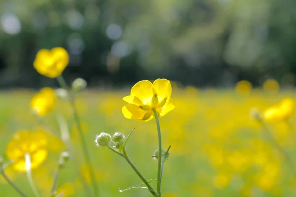 Egy Gyönyörű Kép Sárga Vadvirágokról Egy Zöld Mezőn — Stock Fotó