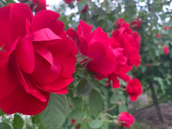 Rosa Roja Florece Día Verano — Foto de Stock