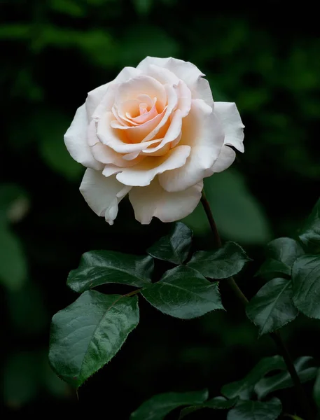 Vertical Shot Rose Flower Green Leaves Garden Blurred Background — Stock Photo, Image