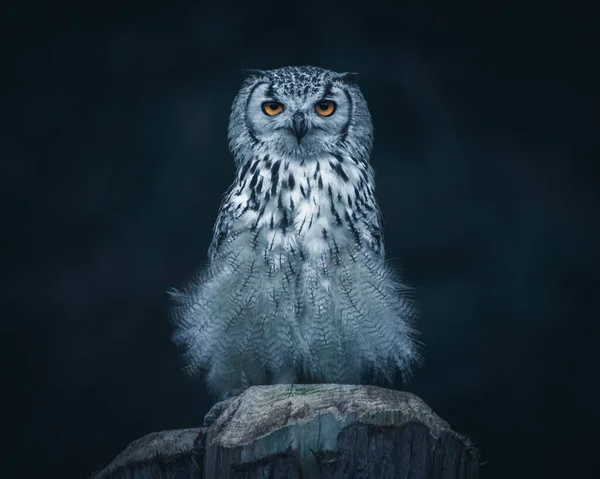 Closeup Portrait White Owl Perched Wooden Post Looking Straight Forward — Stock Photo, Image