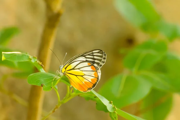 Eine Nahaufnahme Eines Bemalten Jezebel Schmetterlings Der Auf Den Grünen — Stockfoto