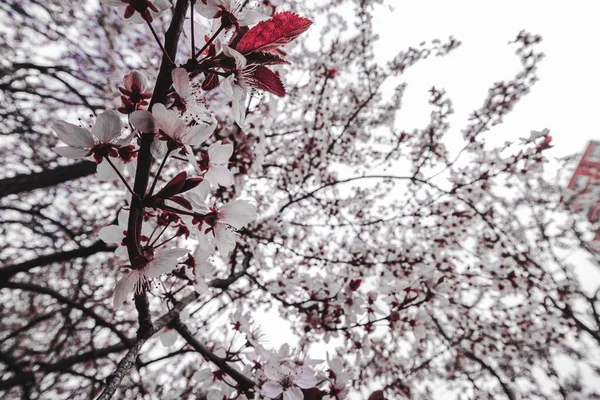 Çiçek Açan Kiraz Ağacının Güzel Bir Görüntüsü — Stok fotoğraf