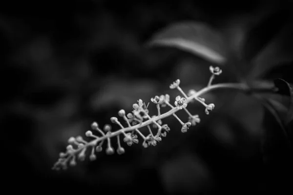 Bir Bitkinin Gri Tonlu Yakın Çekimi — Stok fotoğraf