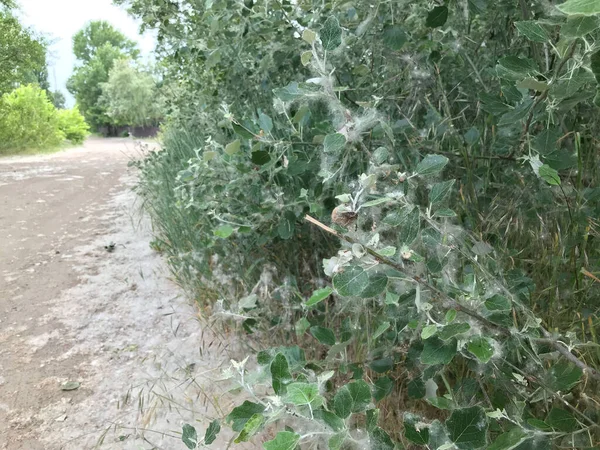 Poplar Fluff Trädet Och Marken — Stockfoto