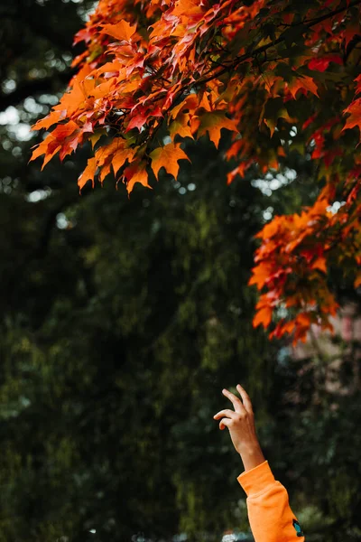Vertical Shot Hand Reaching Orange Maple Tree — Stock Photo, Image