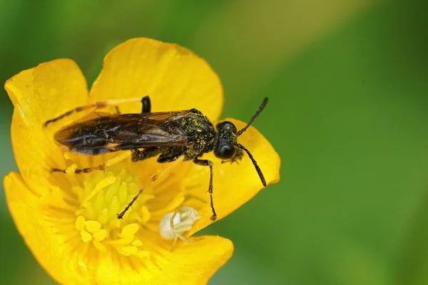 Closeup Plant Parasite Sawfly Tenthredo Koehleri Sitting Yellow Buttercup Flower — Stock Photo, Image