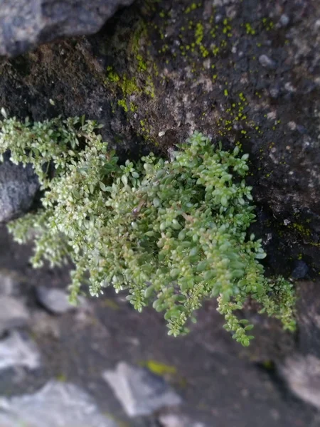 Closeup Shot Rockweed Growing Gray Rocks — Stock Photo, Image