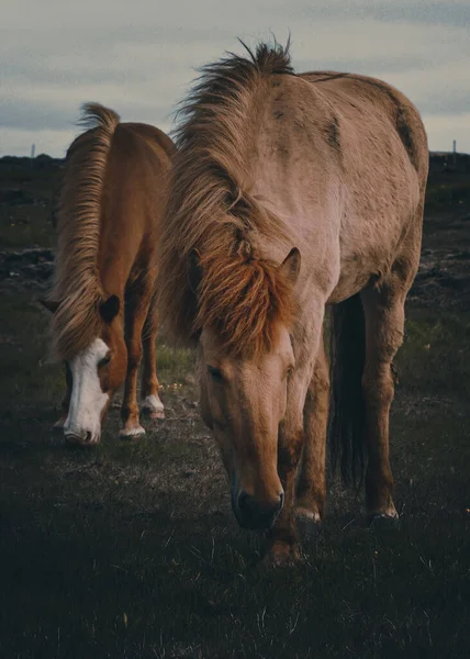 Närbild Vackra Bruna Hästar Fältet — Stockfoto