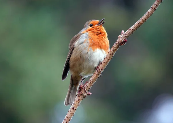 Enfoque Selectivo Pájaro Robin Europeo Posado Una Rama Madera —  Fotos de Stock