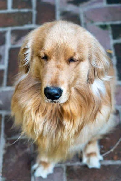 Der Hund Eine Goldene Rasse Sitzt Mit Seinem Schönen Fell — Stockfoto