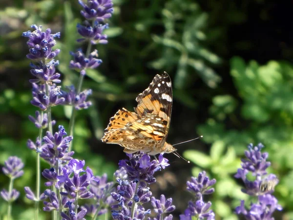 Pillangó Áll Virágon Réten — Stock Fotó