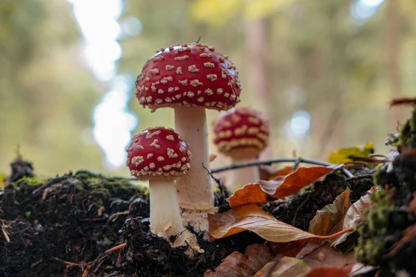 Grupo Cogumelos Agáricos Voadores Floresta — Fotografia de Stock